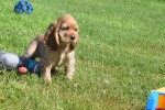 Amerikaanse cocker spaniel (teef) 11676