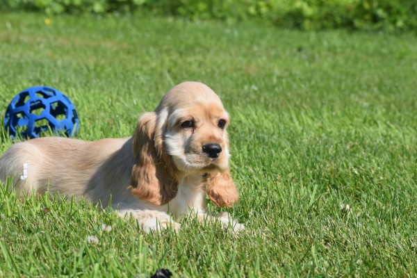 Amerikaanse cocker spaniel (reu) 18629