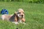 Amerikaanse cocker spaniel (reu) 18629