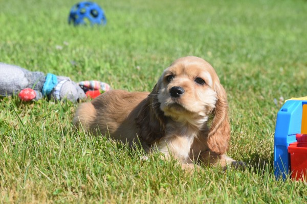 Amerikaanse cocker spaniel (reu) 18629