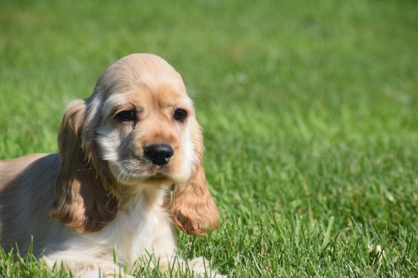 Amerikaanse cocker spaniel (reu) 18629
