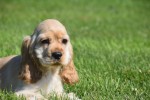 Amerikaanse cocker spaniel (reu) 18629