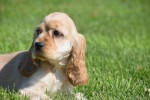 Amerikaanse cocker spaniel (reu) 18629