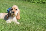 Amerikaanse cocker spaniel (reu) 18629