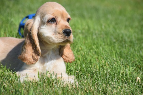 Amerikaanse cocker spaniel (reu) 18629