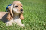 Amerikaanse cocker spaniel (reu) 18629