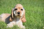Amerikaanse cocker spaniel (reu) 18629