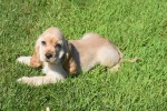 Amerikaanse cocker spaniel (reu) 18629
