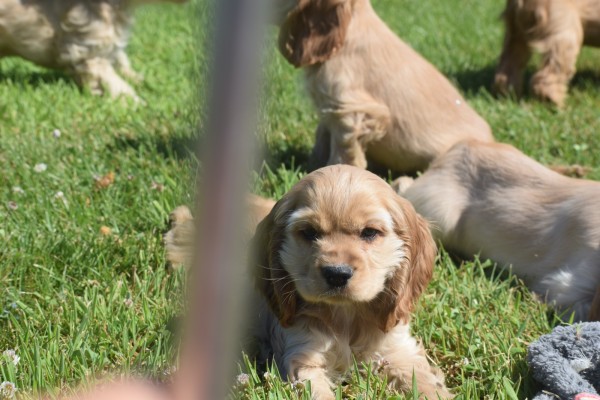 Amerikaanse cocker spaniel (teef) 11676