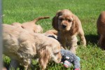 Amerikaanse cocker spaniel (teef) 11676