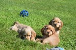 Amerikaanse cocker spaniel (teef) 11676