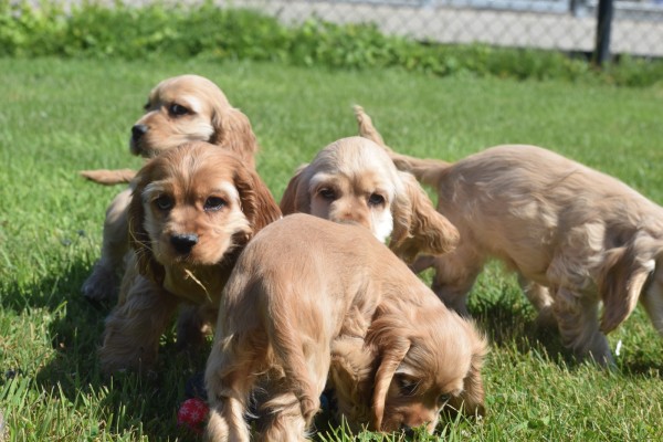 Amerikaanse cocker spaniel (reu) 18629