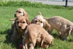 Amerikaanse cocker spaniel (reu) 18629