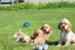 Amerikaanse cocker spaniel (reu) 18629