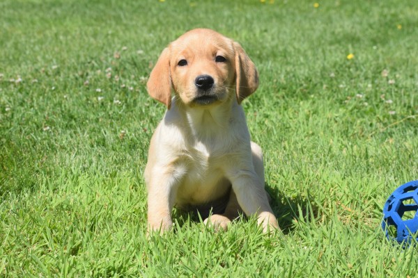 Labrador (reu) 17451