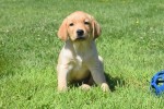 Labrador (reu) 17451