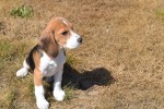 Beagle (reu) 19249