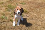 Beagle (reu) 19249