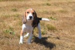 Beagle (reu) 19249