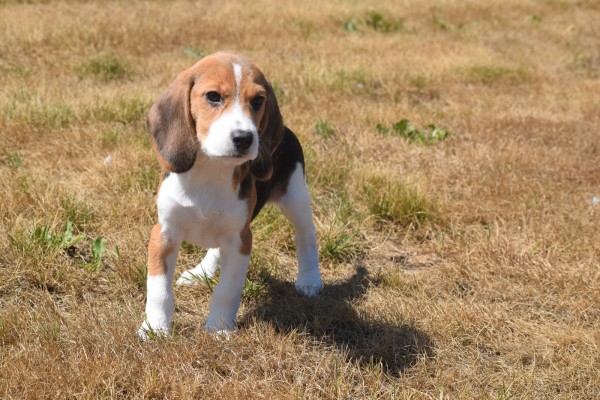 Beagle (reu) 19249