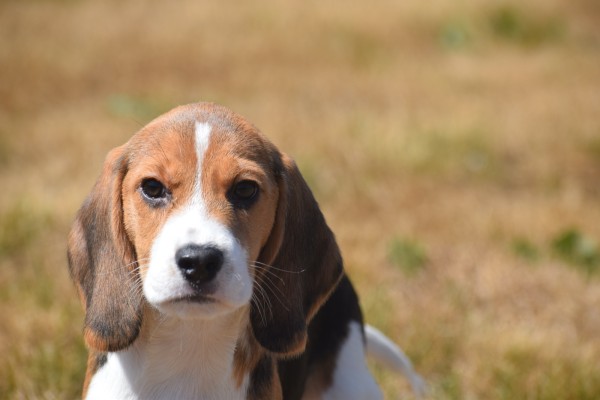 Beagle (reu) 19249
