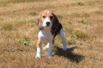 Beagle (reu) 19249
