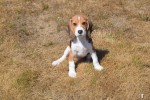 Beagle (reu) 19249
