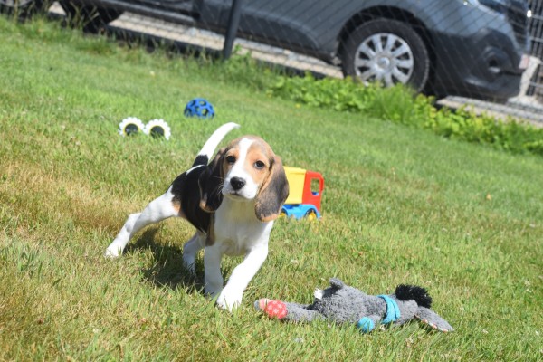 Beagle (reu) 19253