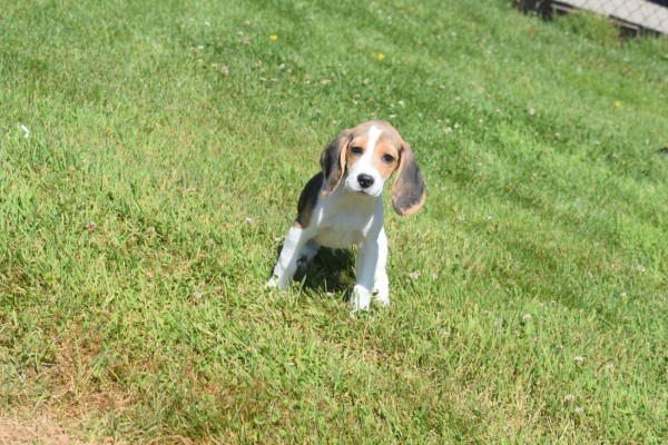 Beagle (reu) 19253