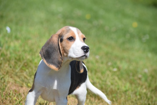 Beagle (reu) 19253
