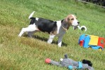 Beagle (reu) 19253