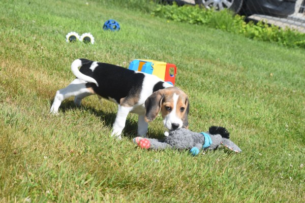 Beagle (reu) 19253