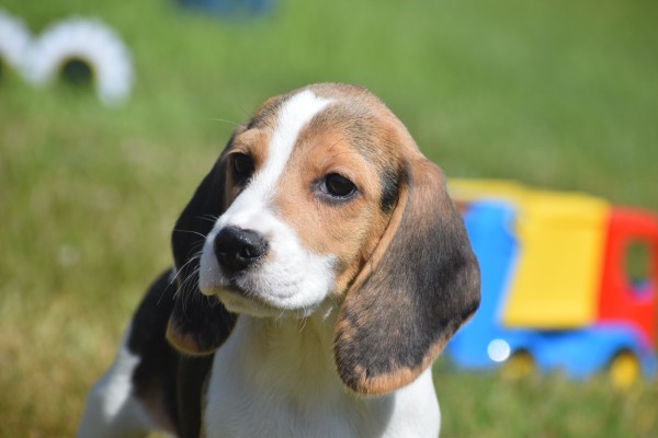 Beagle (reu) 19253