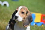 Beagle (reu) 19253