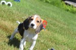 Beagle (reu) 19253