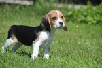 Beagle (reu) 19293