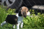 Beagle (reu) 19293