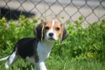 Beagle (reu) 19293
