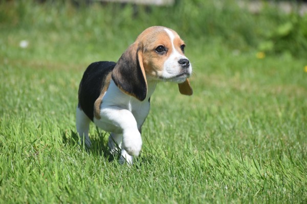 Beagle (reu) 19293