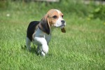 Beagle (reu) 19293