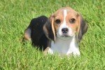 Beagle (reu) 19293