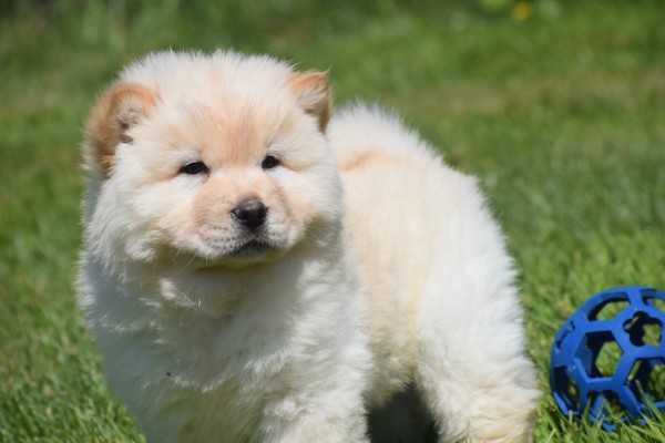 Chow Chow (reu) 18067