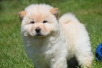 Chow Chow (reu) 18067