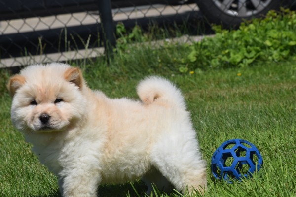 Chow Chow (reu) 18067