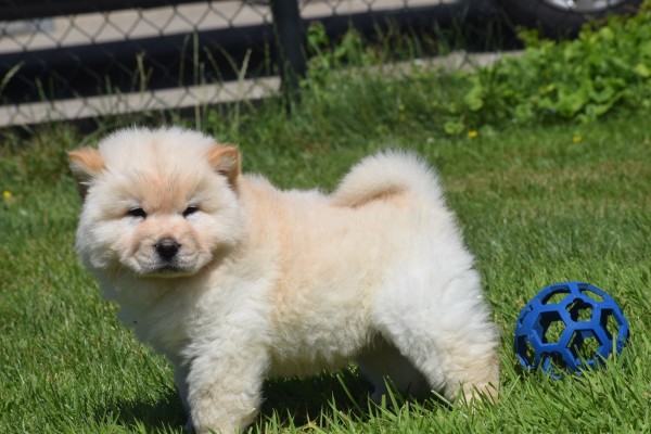 Chow Chow (reu) 18067