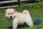 Chow Chow (reu) 18067