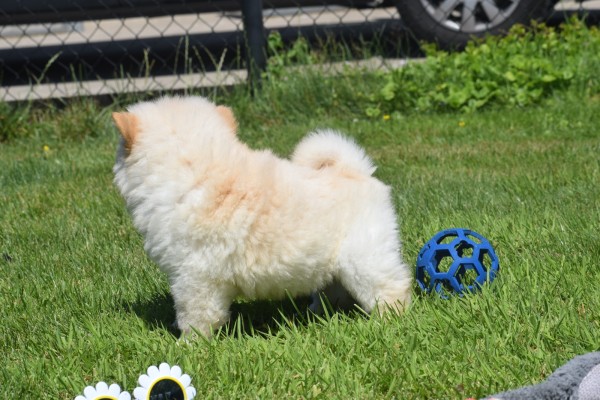 Chow Chow (reu) 18067