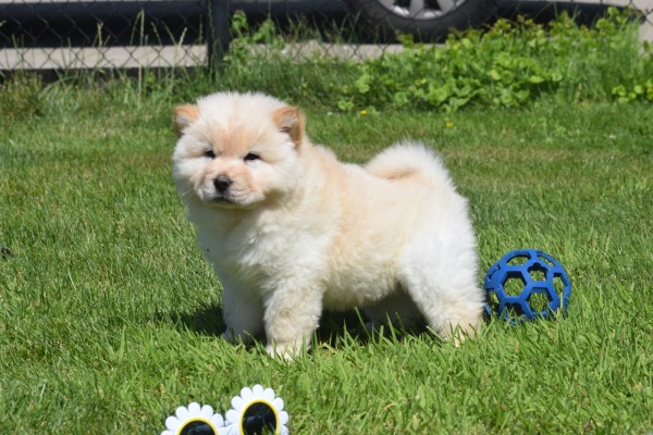 Chow Chow (reu) 18067