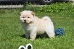 Chow Chow (reu) 18067