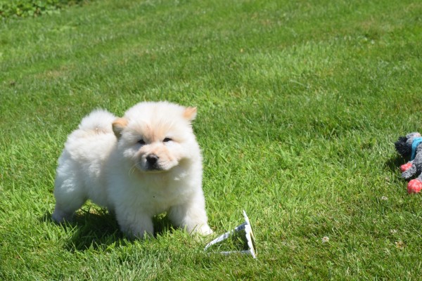 Chow Chow (reu) 18067